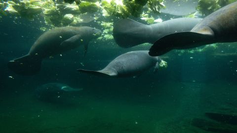 Manatees feed in a recovery pool at ZooTampa at Lowry Park in Tampa, Florida earlier this year. Manatees are rescued when they're orphaned, injured or starving.