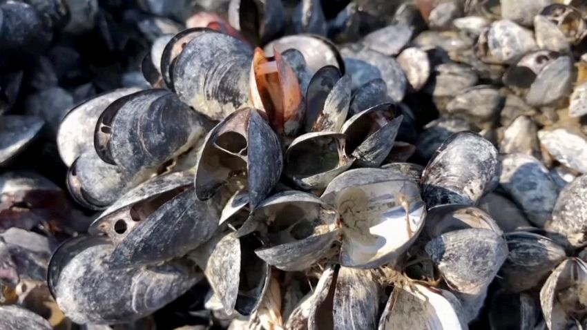 Canada Heat Wave Shellfish Die Off 3