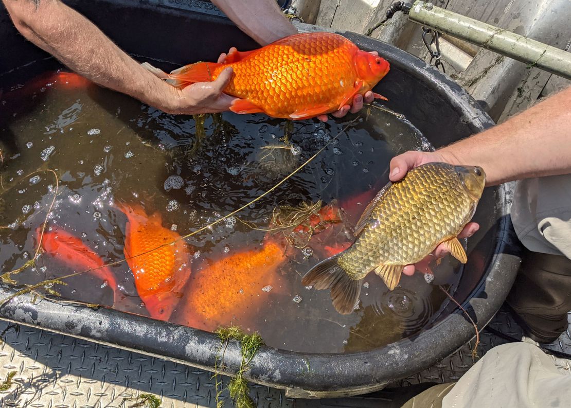 The goldfish ranged in size from about 12 to 15 inches in length and the largest weighed four pounds.
