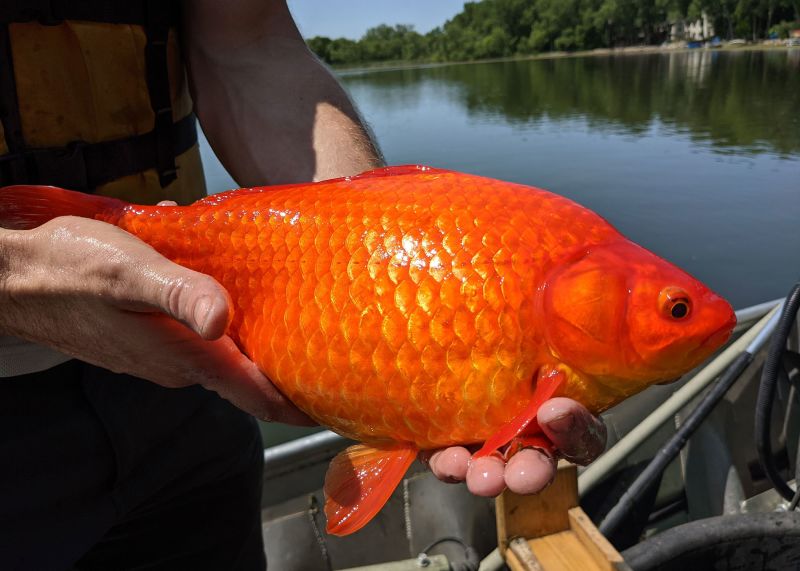 Invasive football size goldfish found in a Minnesota lake CNN