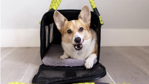 Roverlund Out-of-Office Pet Carrier