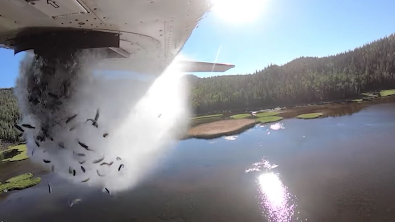 Petite trout cascade out of the bottom of a low-flying plane over a mountainous Utah lake. 