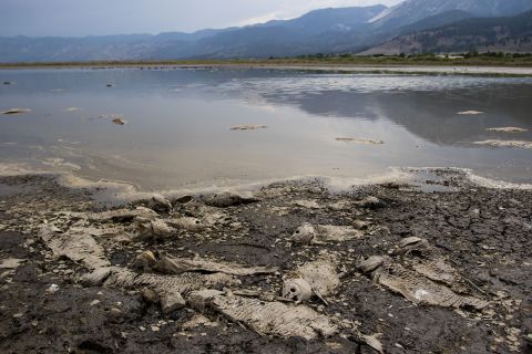 Dead carp fish rot in the remaining water of a drying Little Washoe Lake in Nevada.