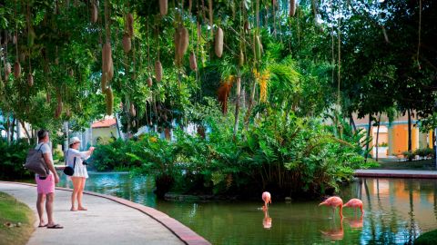 Tourists take pictures of flamingoes at an all-inclusive hotel after its reopening in Bayahibe, La Altagracia province, eastern Dominican Republic, on January 23, 2021.
