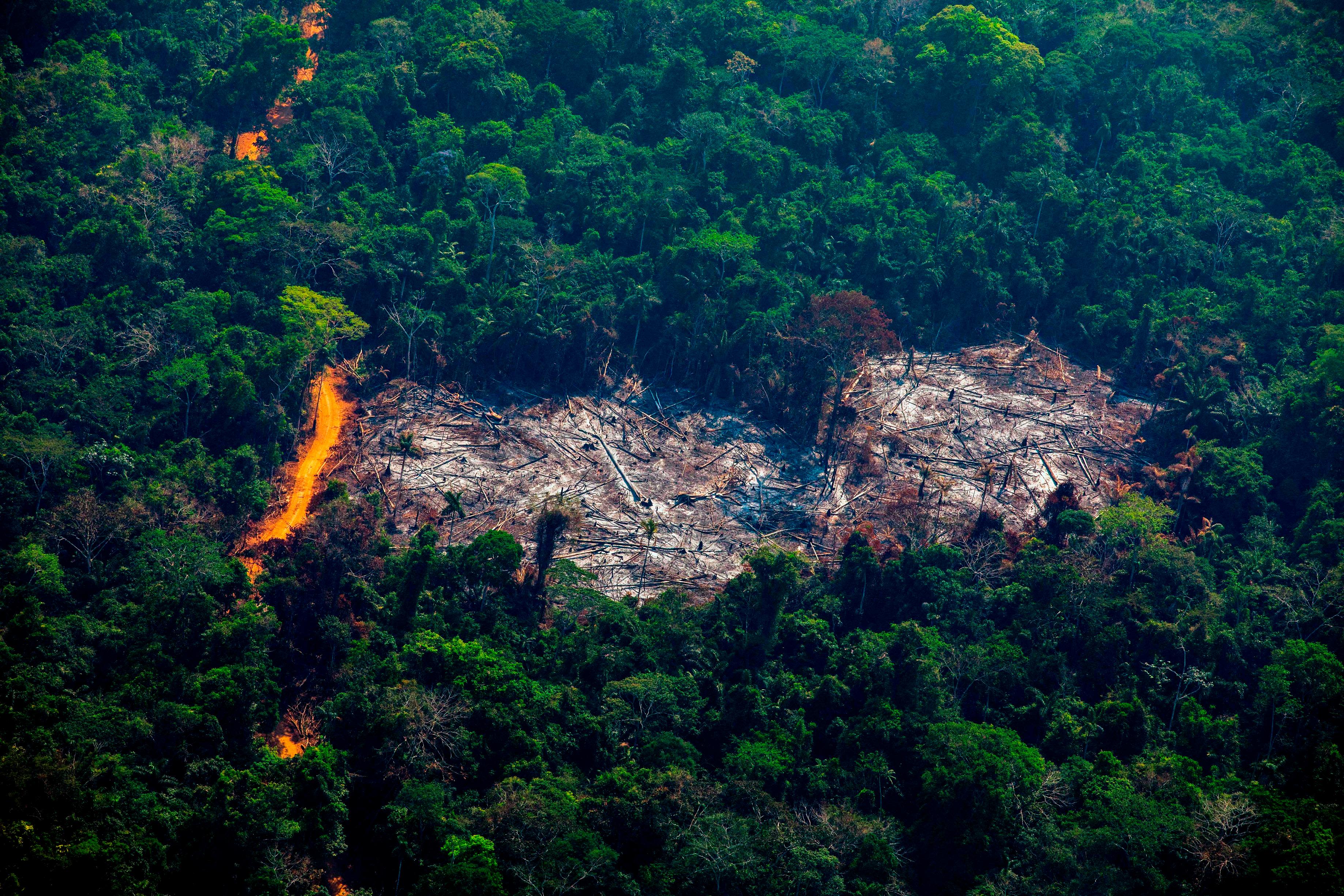 Brazil: Criminal Networks Target Rainforest Defenders