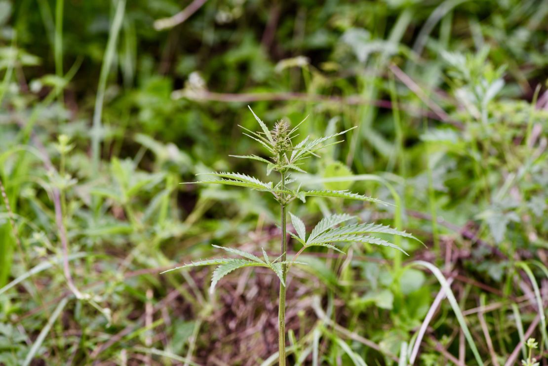 A feral cannabis plant in the middle of a grassland in Qinghai province, central China.