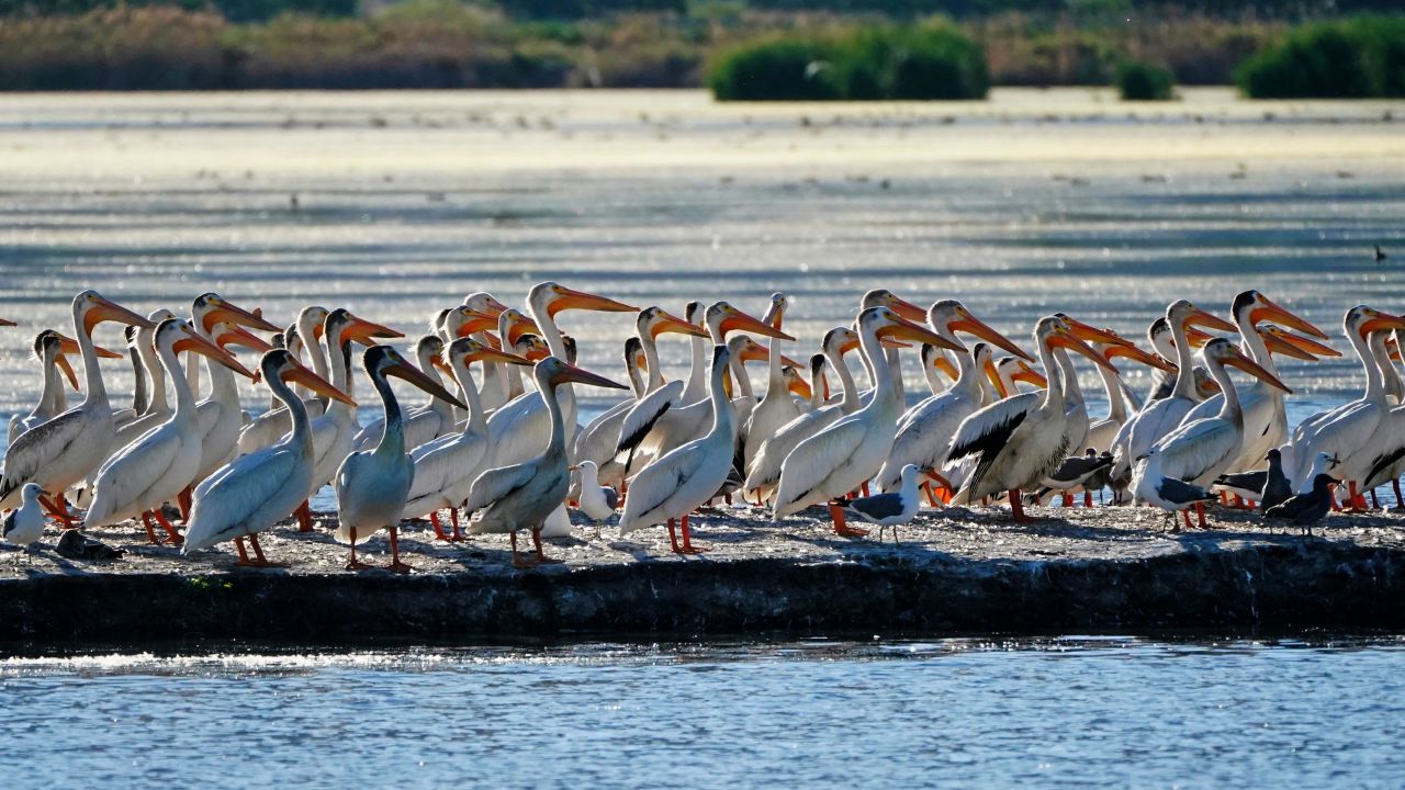 Pelicans gather in June on an island on Farmington Bay near the Great Salt Lake.