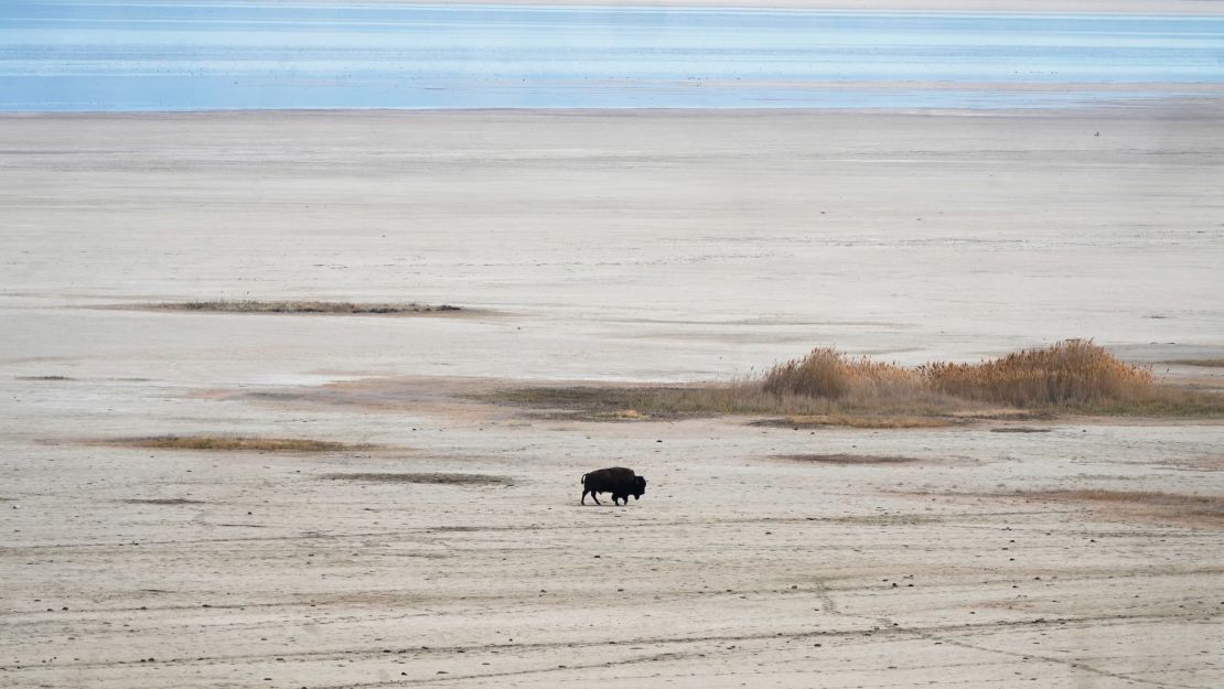 A bison walks in April along the receding edge of the Great Salt Lake on its way to a watering hole at Antelope Island, Utah.