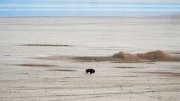 A lone bison walks along the receding edge of the Great Salt Lake on his way to a watering hole on April 30, 2021, at Antelope Island, Utah. The lake's levels are largely expected to hit a 170-year low this year. It comes as the drought has the U.S. West bracing for a brutal wildfire season. (AP Photo/Rick Bowmer)