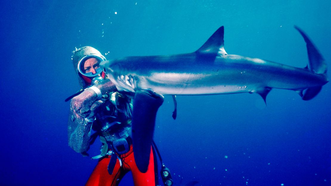 In 1982, Taylor was pictured while wearing a chain mail suit with her arm in the mouth of a shark.