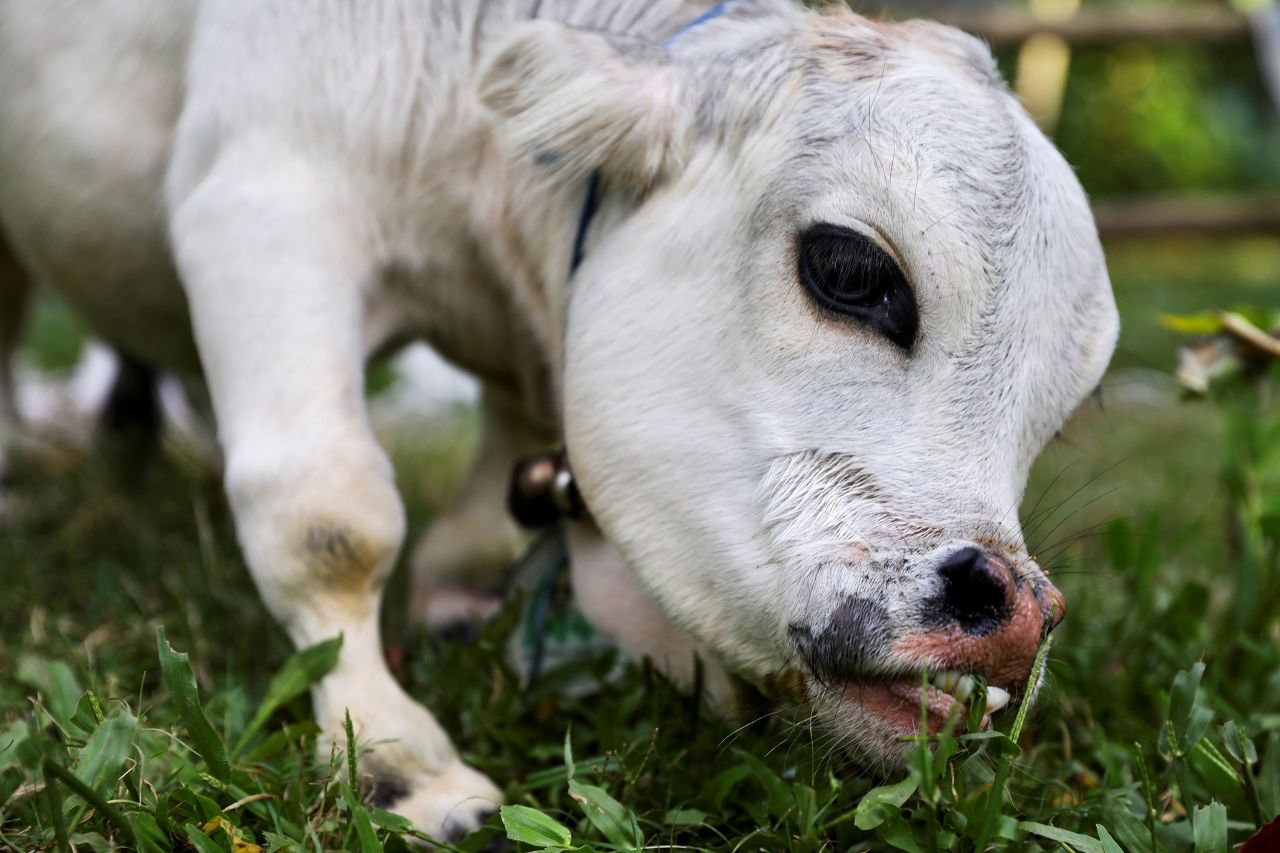 Rani, a 23-month-old dwarf cow that's just 20 inches tall, grazes at a farm in Nabinagar, Bangladesh, on Tuesday, July 13. <a href="https://www.washingtonpost.com/world/2021/07/11/bangladesh-dwarf-cow/" target="_blank" target="_blank">Her owners say she is the smallest cow in the world.</a>