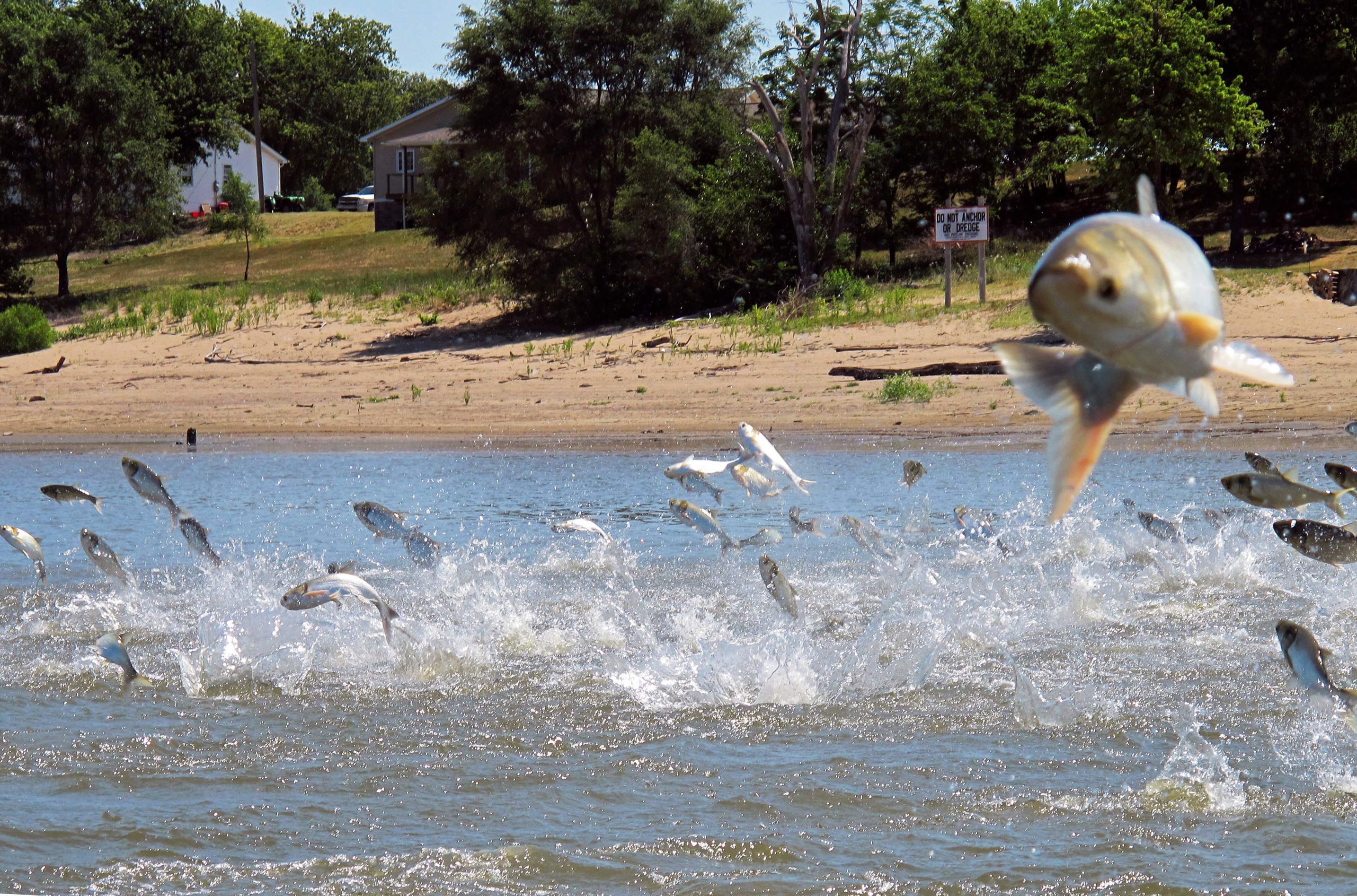 Invasive carp: Certain types of fish are being renamed in the wake of  anti-Asian hate crimes