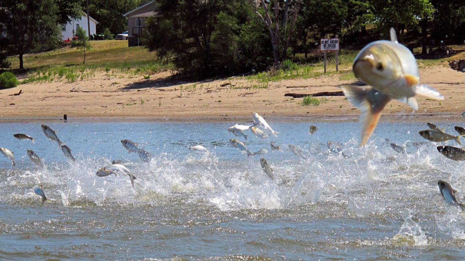 Invasive carp: Certain types of fish are being renamed in the wake