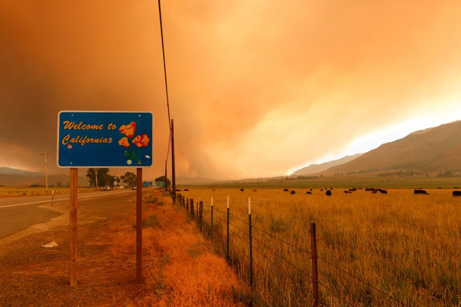 Cattle graze as the Tamarack Fire burns in Markleeville, California, on July 17.