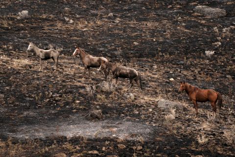 Horses climb a hillside that was burned by the Chuweah Creek Fire in eastern Washington.