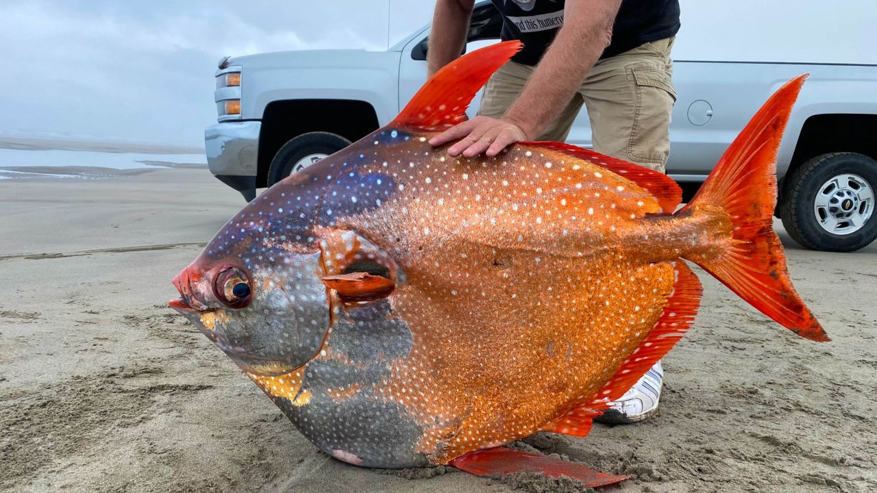 The opah fish was found on July 14.