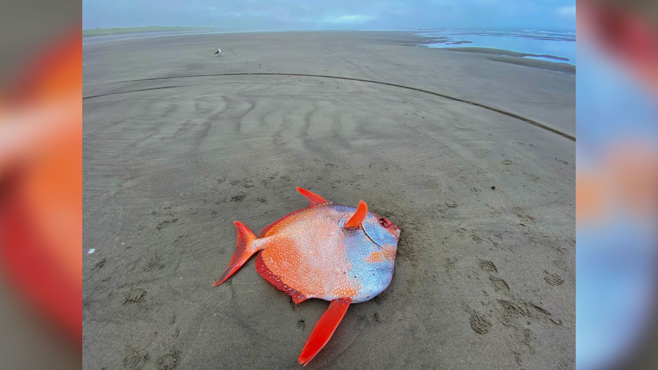 The fish is "rare to the Oregon Coast," Seaside Aquarium said.