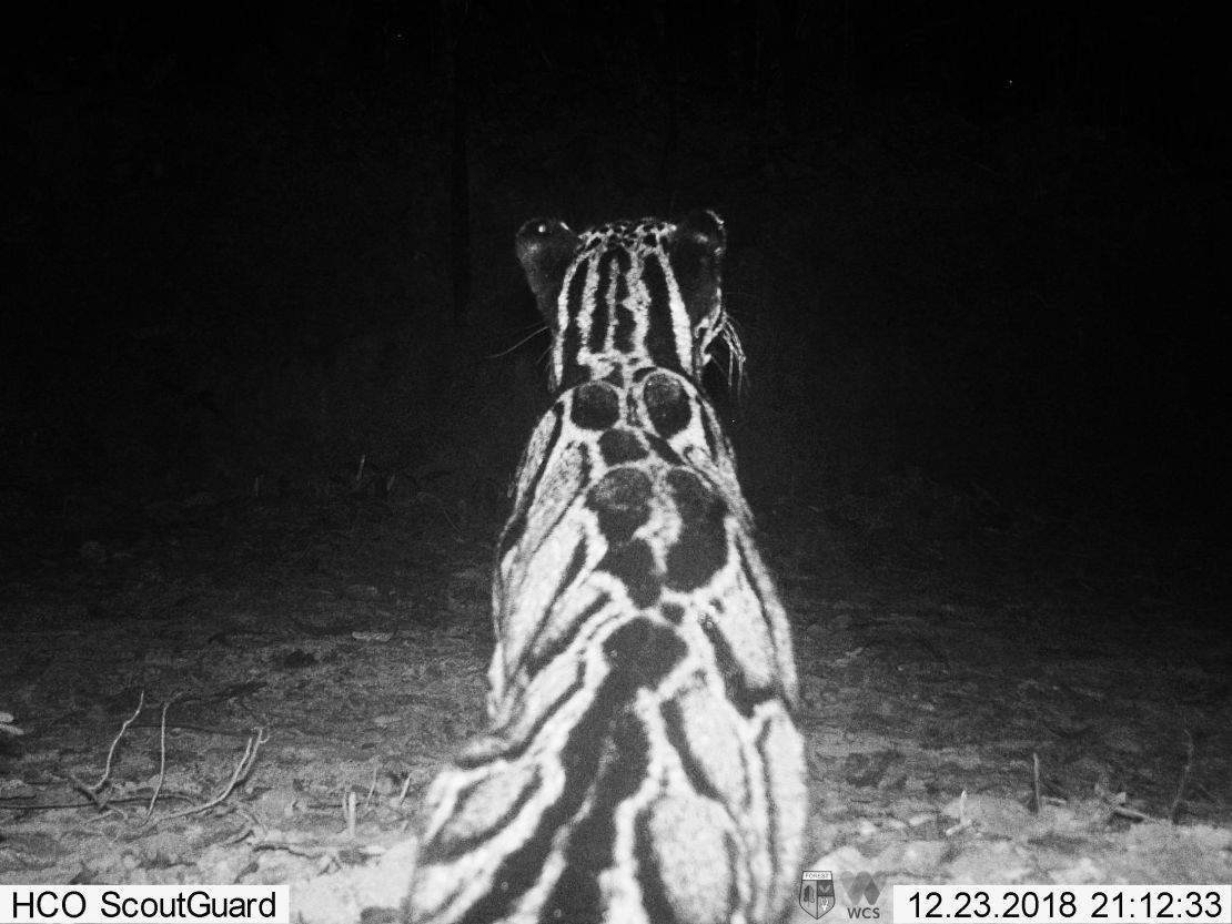 A camera trap image of the rare clouded leopard.