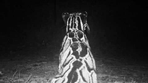 A camera trap image of the rare clouded leopard.