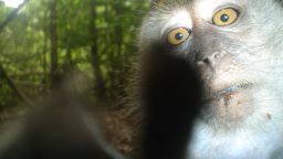 Nicobar crab-eating macaque.