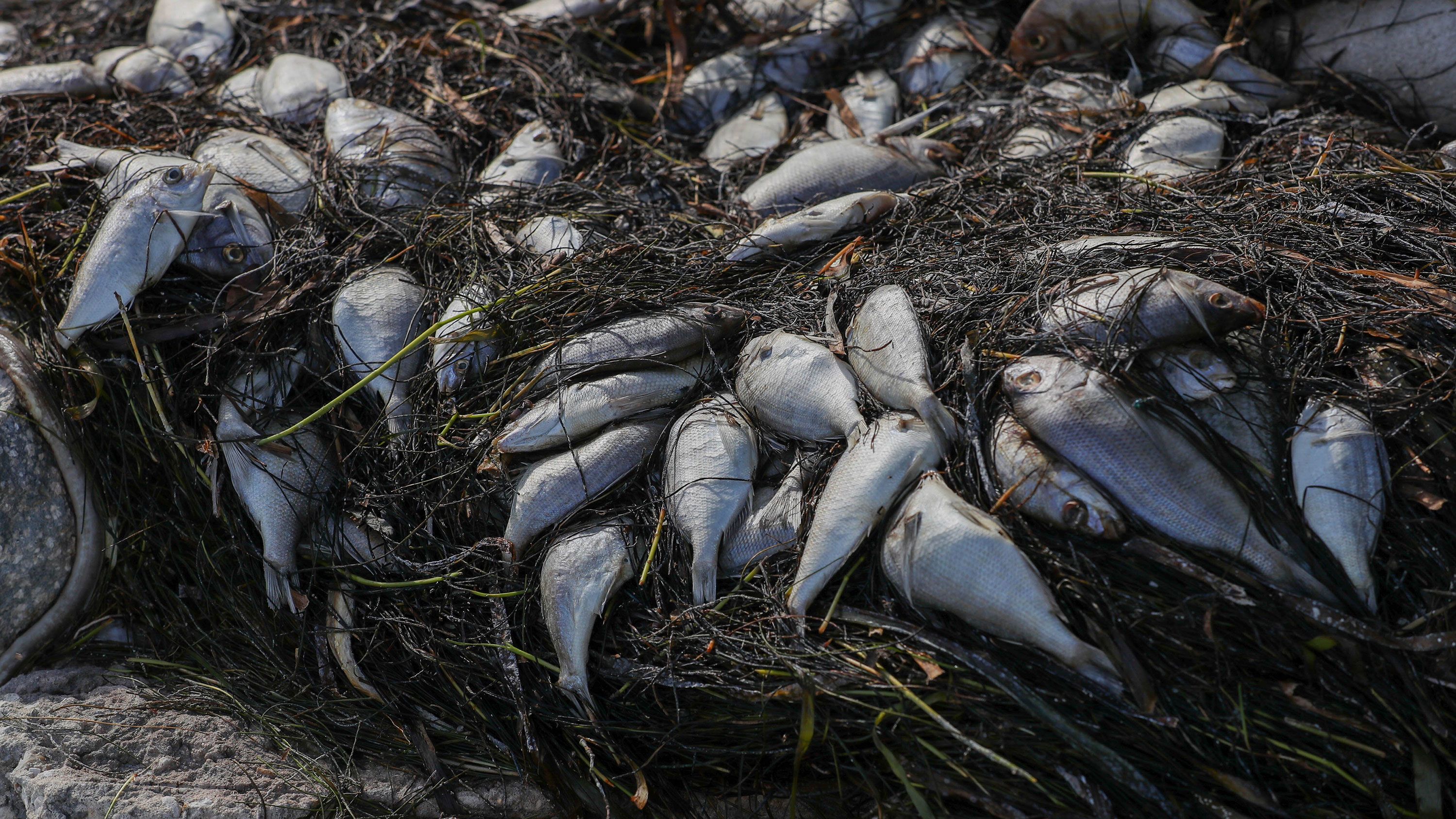 Dead fish from red tide washed up along a waterfront park in St. Petersburg, Florida, on July 9.