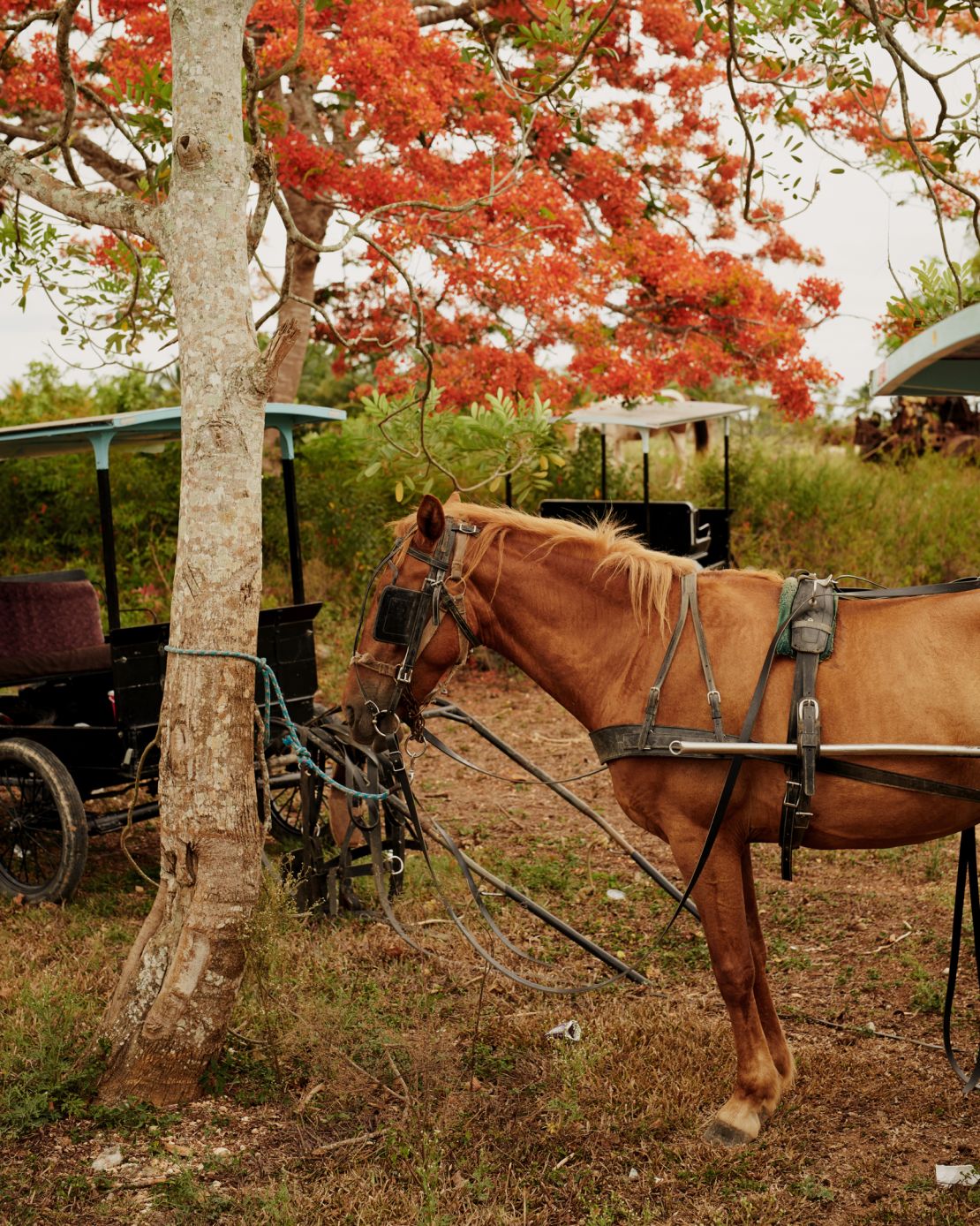 Belize's Mennonites still travel by horse and cart.