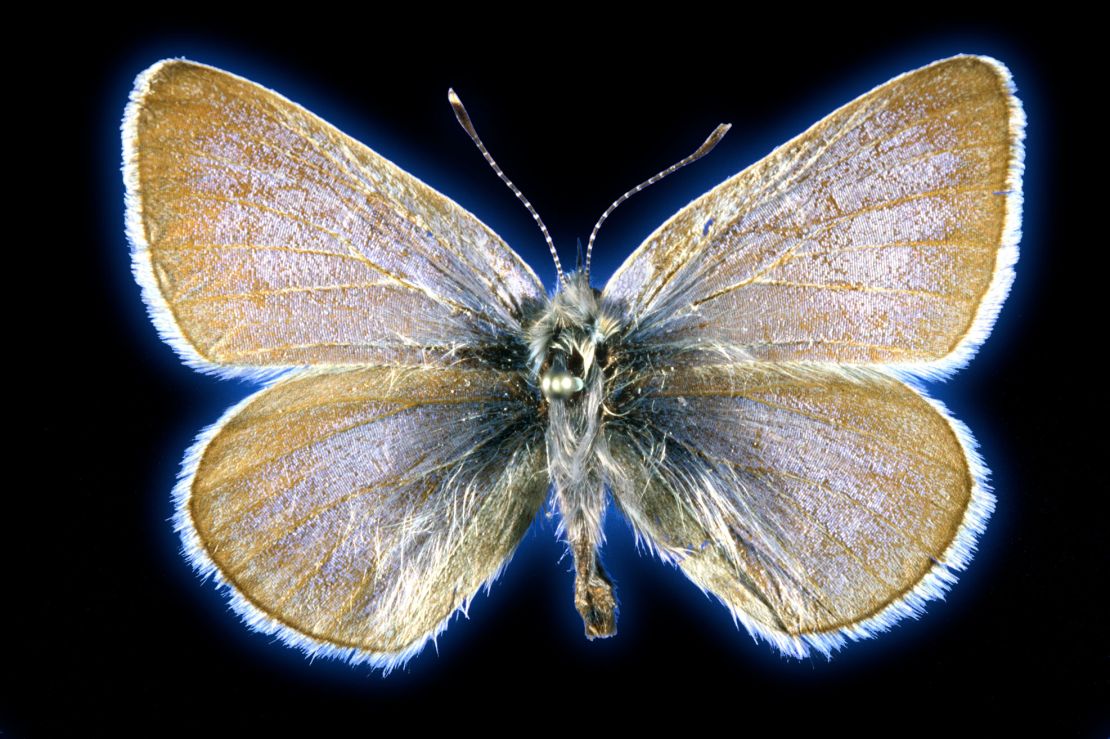 This Xerces blue butterfly specimen is 93 years old.