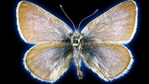 This 93-year-old Xerces blue butterfly specimen was used in a study to prove it was once a unique species.