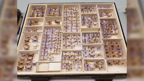 The Field Museum has a collection of extinct Xerces blue butterflies.