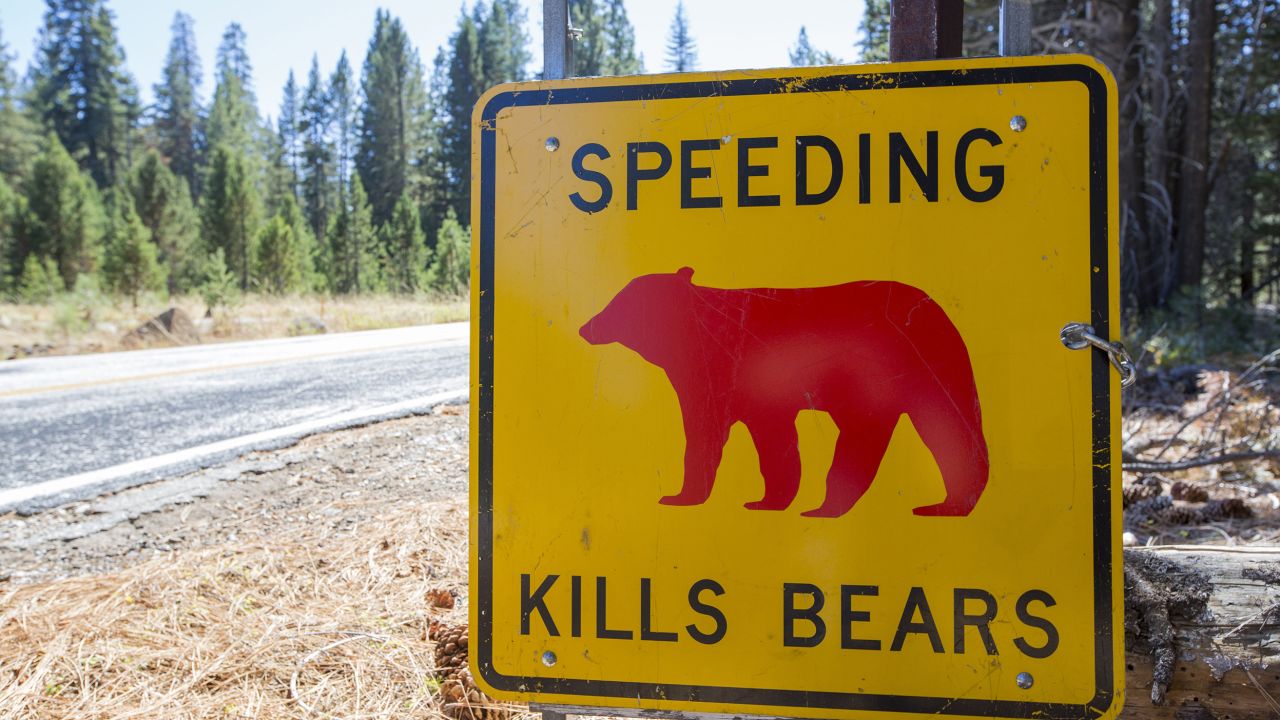 A yellow "Speed Kills Bears" sign in Yosemite National Park.