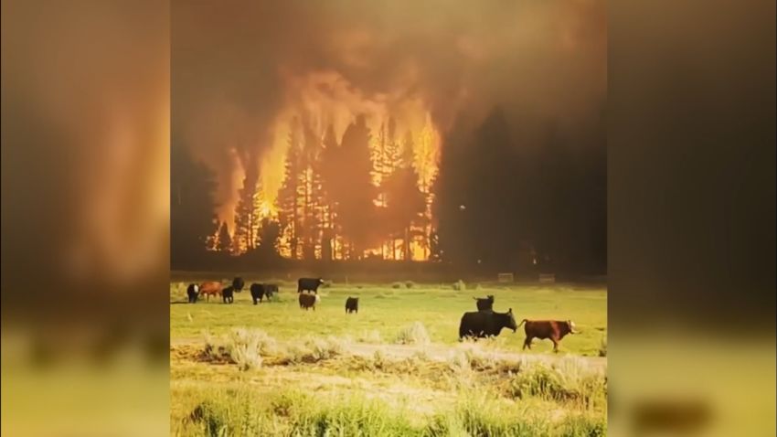 Tamarack Fire Cows