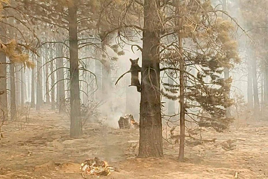 A bear cub clings to a tree after being spotted by a safety officer at the Bootleg Fire in Oregon.