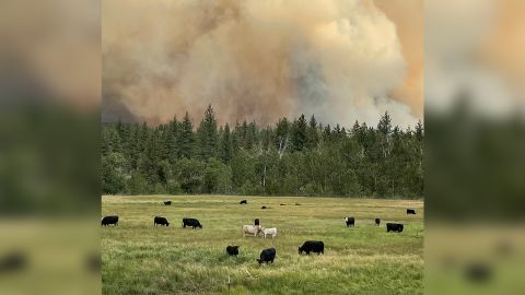 Devere Dressler and Valerie Gordon were checking on their neighbors' cows when the Tamarack Fire came up the hill behind the pasture. 