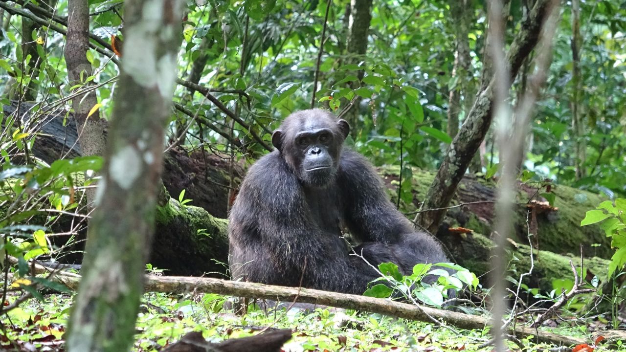 Chimps and gorillas in Loango National Park were watched as part of the study.