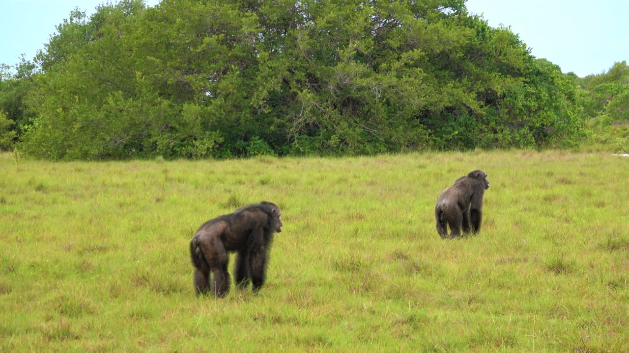 Two encounters were seen by researchers, both lasting around an hour.