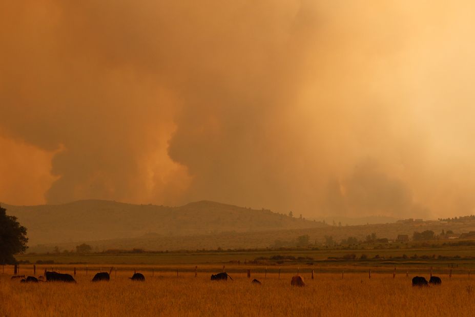 Cattle graze as the Tamarack Fire burns near the California-Nevada border on July 17.