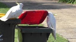 Two sulphur-crested cockatoos in Sydney, Australia, lift the lid of a trash bin to forage for food.