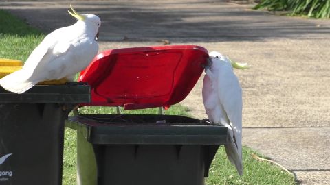 Two sulphur-crested cockatoos in Sydney, Australia, lift the lid of a trash bin to forage for food.