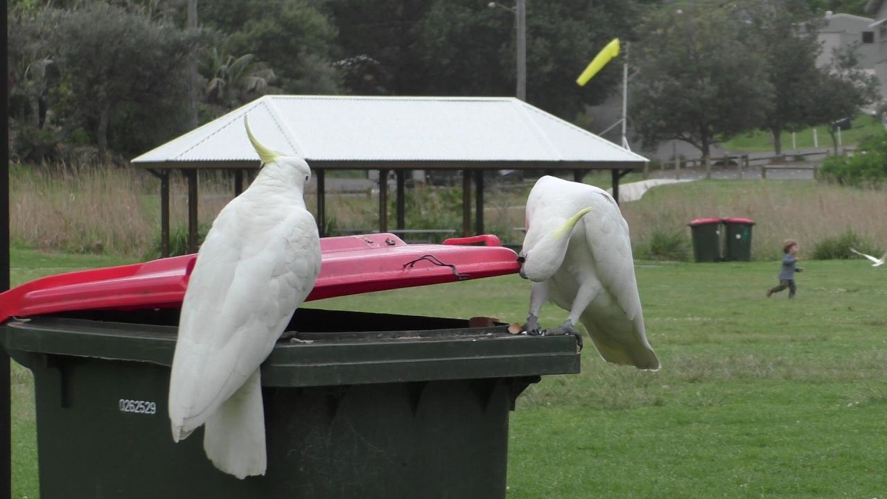 The study found that sulphur-crested cockatoos in Sydney learned from each other to lift rubbish bin lids for food.