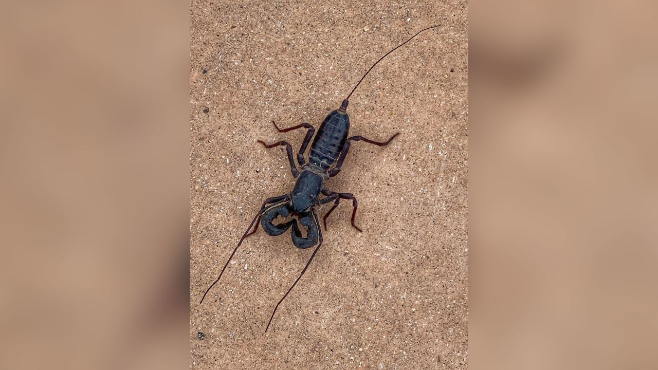 This vinegaroon was spotted near the Chisos Basin campground, according to Big Bend National Park.