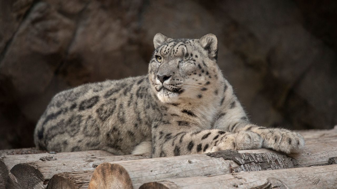 A male snow leopard at the San Diego Zoo tested positive for SARS-CoV-2 after showing symptoms of a cough and nasal discharge.