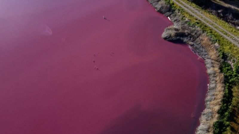 Watch: Lagoon turns shocking pink and fish farming may be to blame