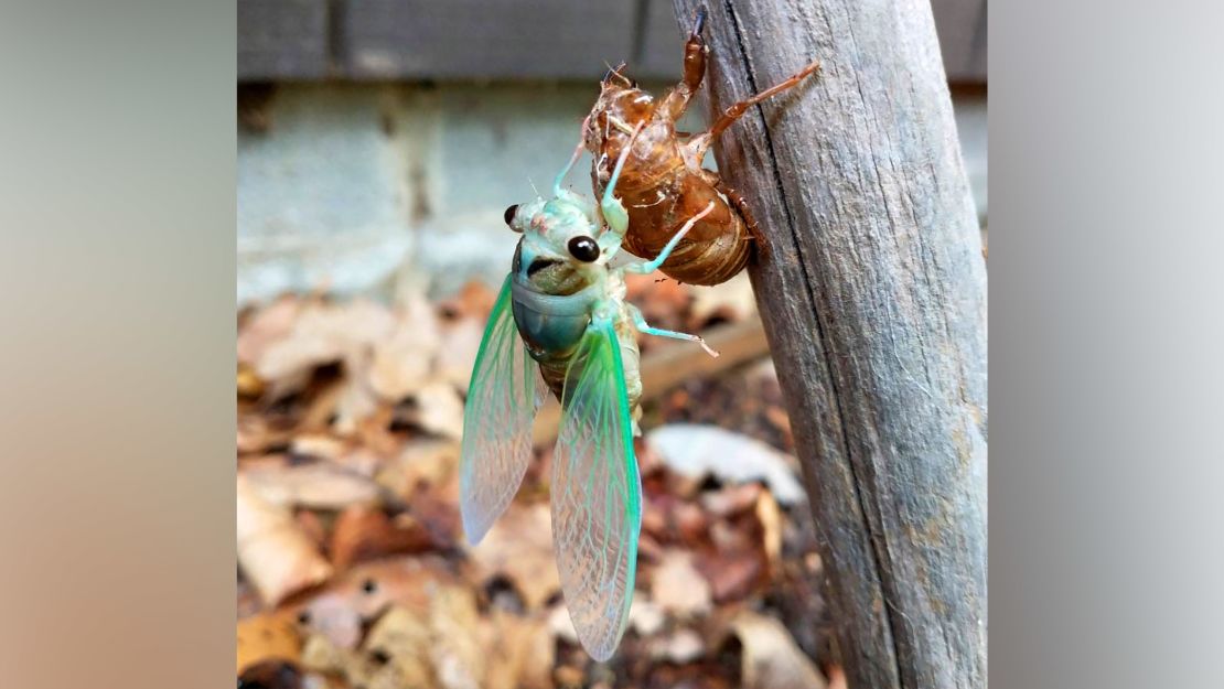 An annual cicada emerges from its brown exoskeleton.