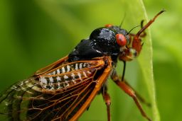 This is a periodical cicada. This is probably what you think of when someone says cicada.