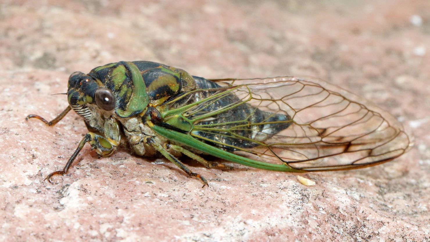 Meet the dog-day cicada, also known as Neotibicen canicularis, a species of annual cicada.