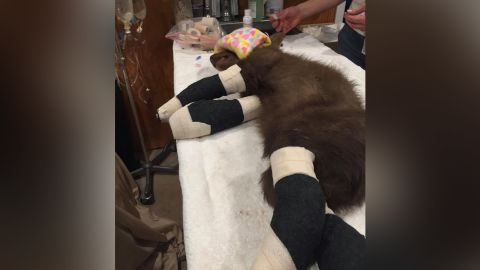 A wildlife rescue group is caring for the bear rescued in a small California community.