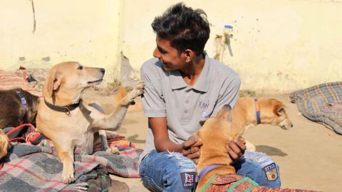India's stray dogs are being locked out by a US ban on adoptions | CNN