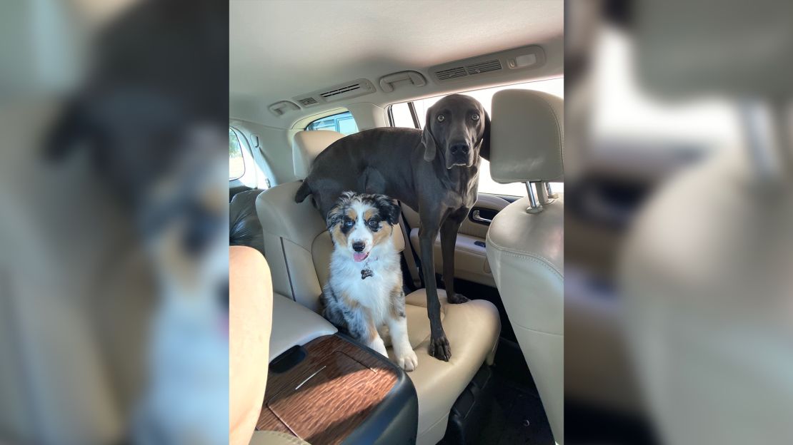Joy Collier's dogs Nellie and Charley have been missing since May 2020 after she left them in the care of a Rover sitter. She said she's done everything from take out billboards to hiring scent handlers and drones in an attempt to find them.