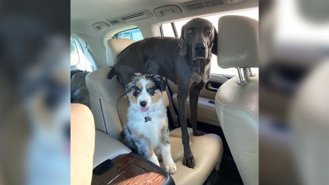 Joy Collier's dogs Nellie and Charley have been missing since May 2020 after she left them in the care of a Rover sitter. She said she's done everything from take out billboards to hiring scent handlers and drones in an attempt to find them.