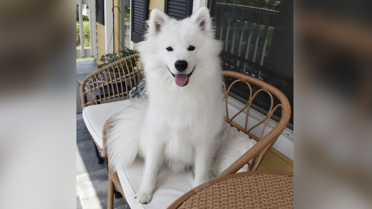 Annette Leturia's two-year-old dog, Togo, was found dead by the Rover sitter she had hired to watch her two dogs. She said she has no answers as to what led to his death.